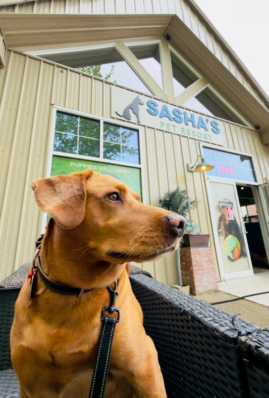 Tan dog in front of Sasha's