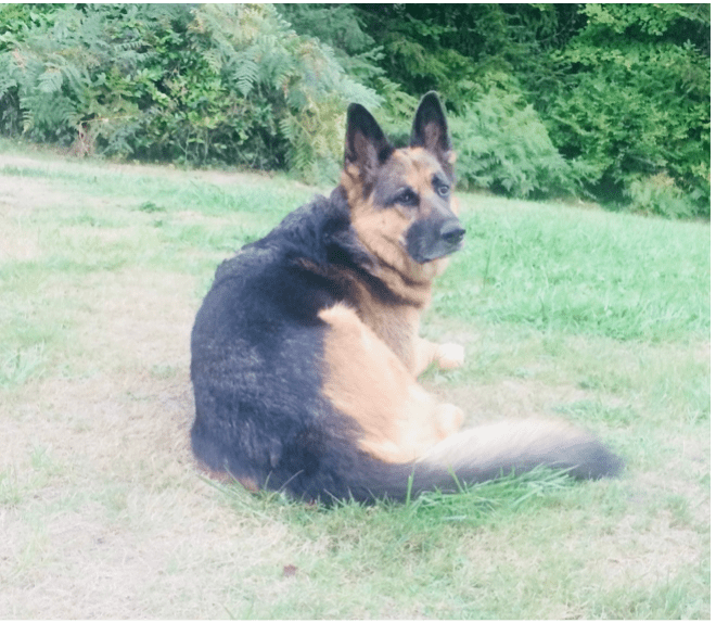 Sasha at home