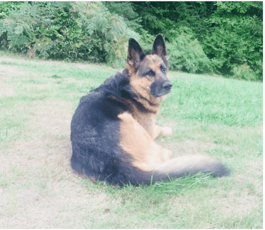 Sasha at home