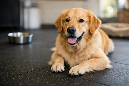 Are Rubber Floors Safe for Dogs? What Matters