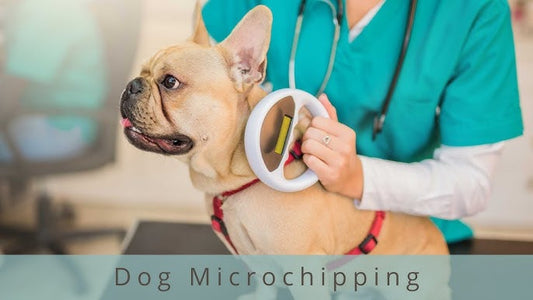 Dog being examined for a chip