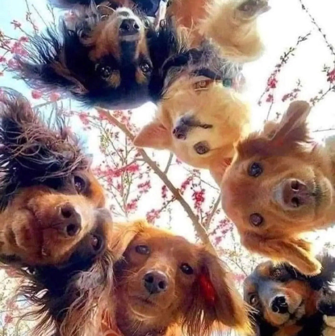 Celebrate dog spay day!