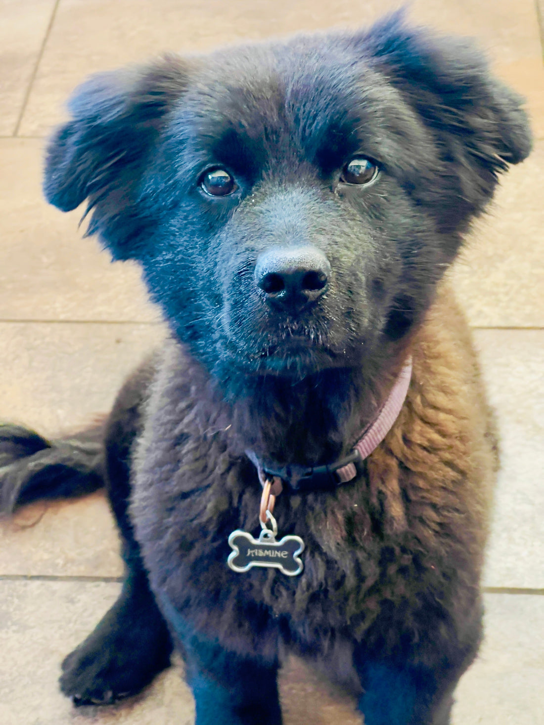Puppies delight in national puppy month!