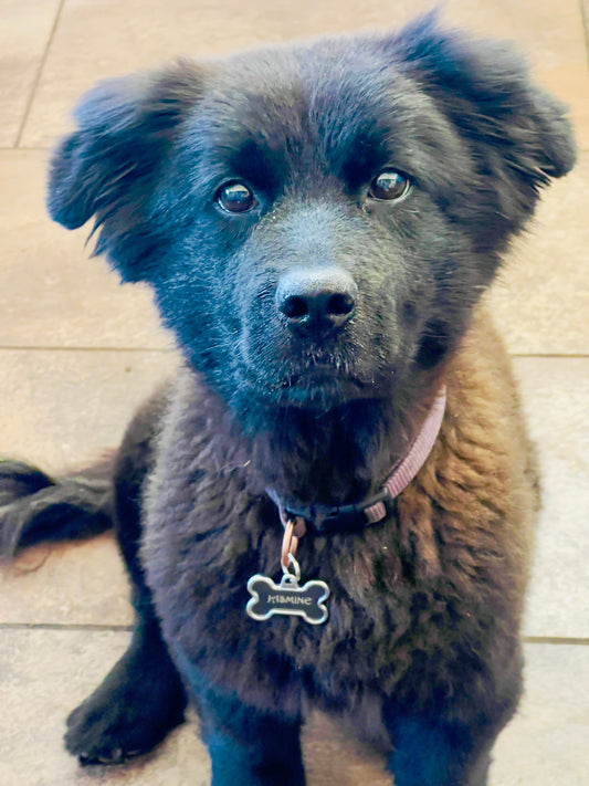 Puppies delight in national puppy month!