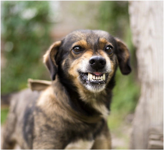 National dog bite prevention