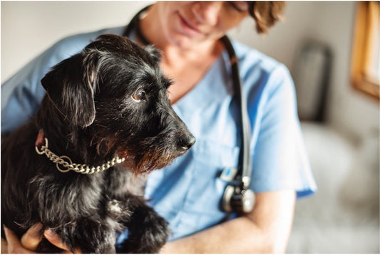 National pet vaccination month