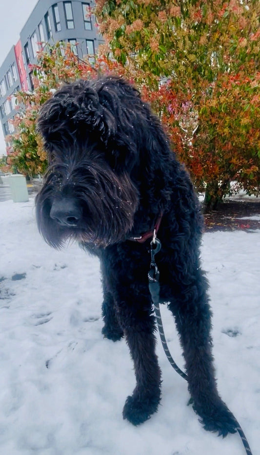 Lucky in the snow.