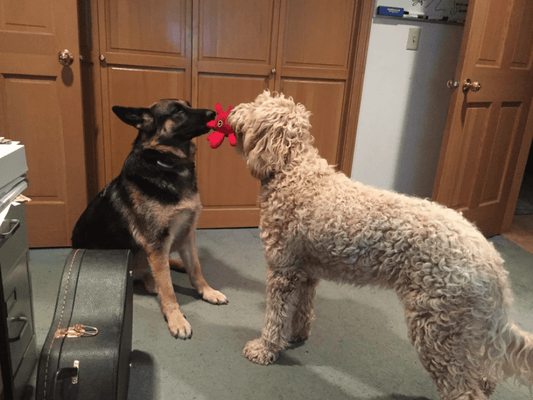 Keep them pups from escape