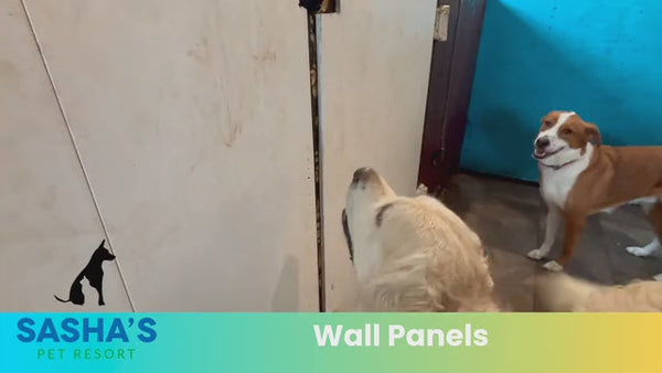 Owner discusses alternative wall treatments in a doggy daycare