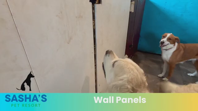 Owner discusses alternative wall treatments in a doggy daycare