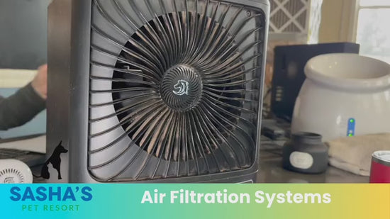 Owner discusses air filtration systems for doggy daycares