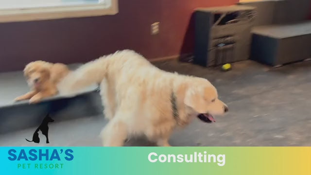 Sasha owner talks about doggy daycare consulting 