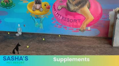 Canine Food Supplements  to Enhance Digestive Health & Boost Immune Support